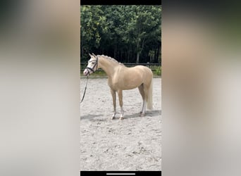 Galés B, Caballo castrado, 4 años, 135 cm, Palomino