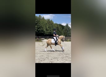 Galés B, Caballo castrado, 4 años, 135 cm, Palomino