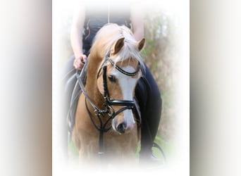 Galés B, Caballo castrado, 4 años, 135 cm, Palomino