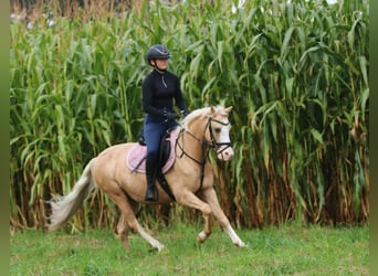 Galés B, Caballo castrado, 4 años, 135 cm, Palomino