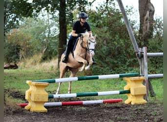 Galés B, Caballo castrado, 4 años, 135 cm, Palomino