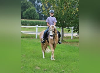 Galés B, Caballo castrado, 4 años, 135 cm, Palomino