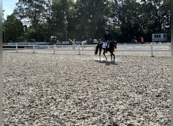 Galés B, Caballo castrado, 4 años, 136 cm, Castaño oscuro