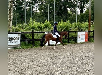 Galés B, Caballo castrado, 4 años, 136 cm, Castaño oscuro