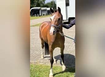 Galés B, Caballo castrado, 4 años, 136 cm, Castaño oscuro