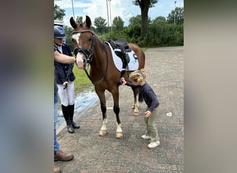 Galés B, Caballo castrado, 4 años, 136 cm, Castaño oscuro