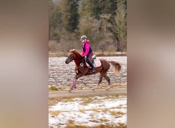 Galés B, Caballo castrado, 4 años, 138 cm, Alazán-tostado