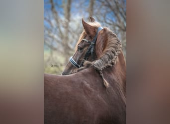 Galés B, Caballo castrado, 4 años, 138 cm, Alazán-tostado