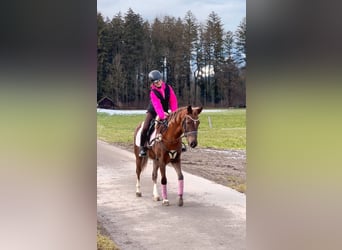 Galés B, Caballo castrado, 4 años, 138 cm, Alazán-tostado