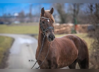 Galés B, Caballo castrado, 4 años, 138 cm, Alazán-tostado