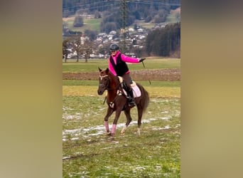 Galés B, Caballo castrado, 4 años, 138 cm, Alazán-tostado