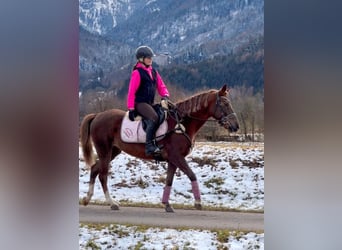 Galés B, Caballo castrado, 4 años, 138 cm, Alazán-tostado