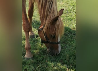 Galés B, Caballo castrado, 4 años, Castaño rojizo