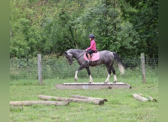 Galés B, Caballo castrado, 4 años, Tordo