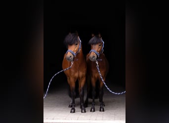 Galés B, Caballo castrado, 5 años, 118 cm, Castaño rojizo