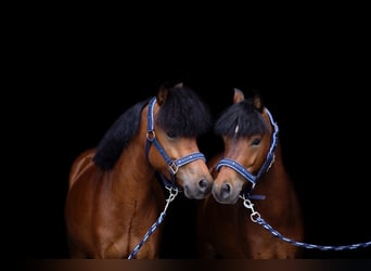 Galés B, Caballo castrado, 5 años, 118 cm, Castaño rojizo