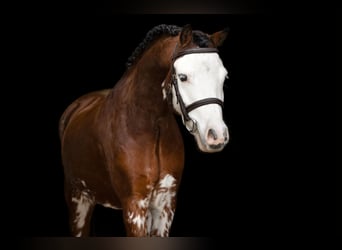 Galés B, Caballo castrado, 5 años, 122 cm, Castaño