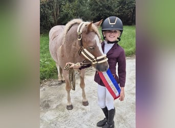 Galés B, Caballo castrado, 5 años, 125 cm, Alazán rojizo