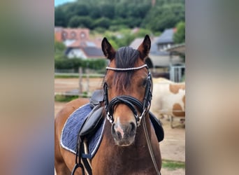 Galés B, Caballo castrado, 5 años, 125 cm, Castaño