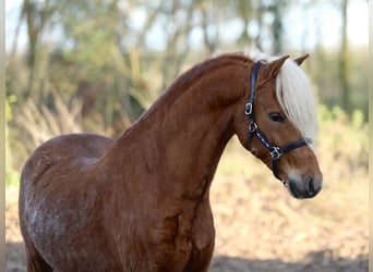Galés B, Caballo castrado, 5 años, 126 cm, Alazán