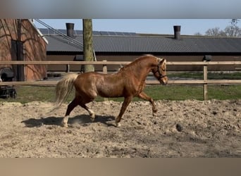 Galés B, Caballo castrado, 5 años, 126 cm, Alazán