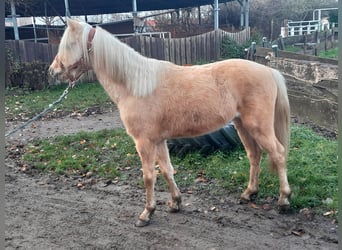 Galés B, Caballo castrado, 5 años, 127 cm