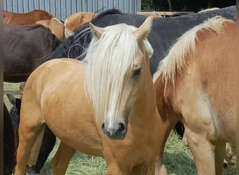 Galés B, Caballo castrado, 5 años, 127 cm