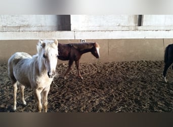Galés B, Caballo castrado, 5 años, 127 cm, Palomino