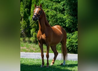 Galés B, Caballo castrado, 5 años, 130 cm, Alazán