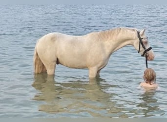 Galés B, Caballo castrado, 5 años, 130 cm, Cremello