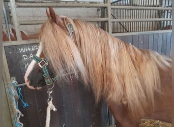 Galés B, Caballo castrado, 5 años, 131 cm, Alazán-tostado