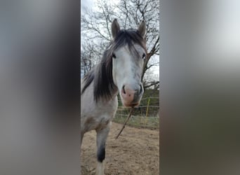 Galés B, Caballo castrado, 5 años, 131 cm, Bayo