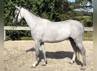 Galés B, Caballo castrado, 5 años, 131 cm, Tordo