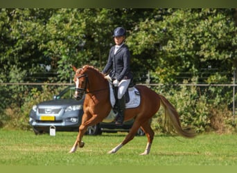 Galés B, Caballo castrado, 5 años, 134 cm, Alazán