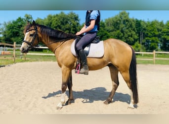 Galés B Mestizo, Caballo castrado, 5 años, 135 cm, Buckskin/Bayo