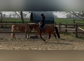 Galés B, Caballo castrado, 5 años, 137 cm, Castaño