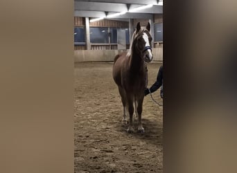 Galés B, Caballo castrado, 5 años, 138 cm, Alazán