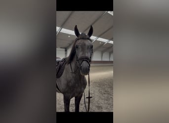Galés B, Caballo castrado, 5 años, 145 cm