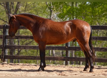 Galés B Mestizo, Caballo castrado, 5 años, 150 cm, Castaño rojizo