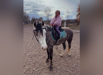 Galés B, Caballo castrado, 5 años, Tordo rodado