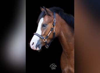 Galés B, Caballo castrado, 6 años, 120 cm, Castaño