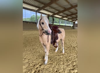Galés B Mestizo, Caballo castrado, 6 años, 120 cm, Palomino