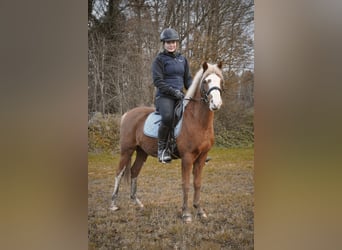 Galés B, Caballo castrado, 6 años, 124 cm, Alazán