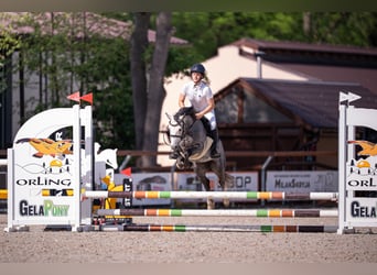 Galés B, Caballo castrado, 6 años, 124 cm, White/Blanco