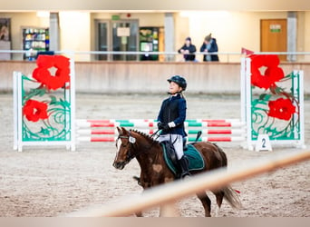 Galés B, Caballo castrado, 6 años, 127 cm