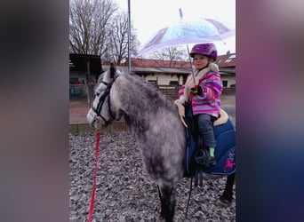 Galés B, Caballo castrado, 6 años, 128 cm, Porcelana