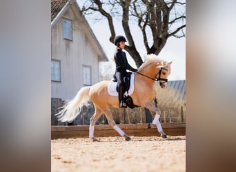 Galés B, Caballo castrado, 6 años, 134 cm, Palomino