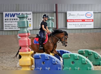 Galés B, Caballo castrado, 6 años, 135 cm, Castaño