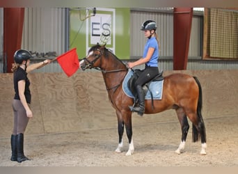 Galés B, Caballo castrado, 6 años, 135 cm, Castaño