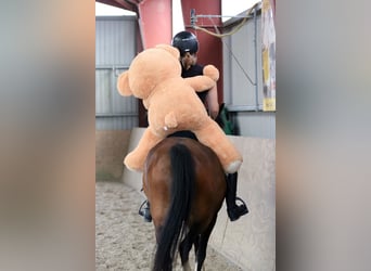 Galés B, Caballo castrado, 6 años, 135 cm, Castaño
